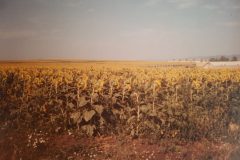 Zuerich-Athen_1988_061-scaled