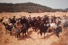 Zuerich-Athen_1988_107-scaled